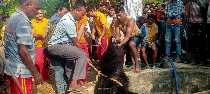 କୂଅ ରେ ପଡ଼ି  ଭାଲୁ ର ମୃତ୍ୟୁ